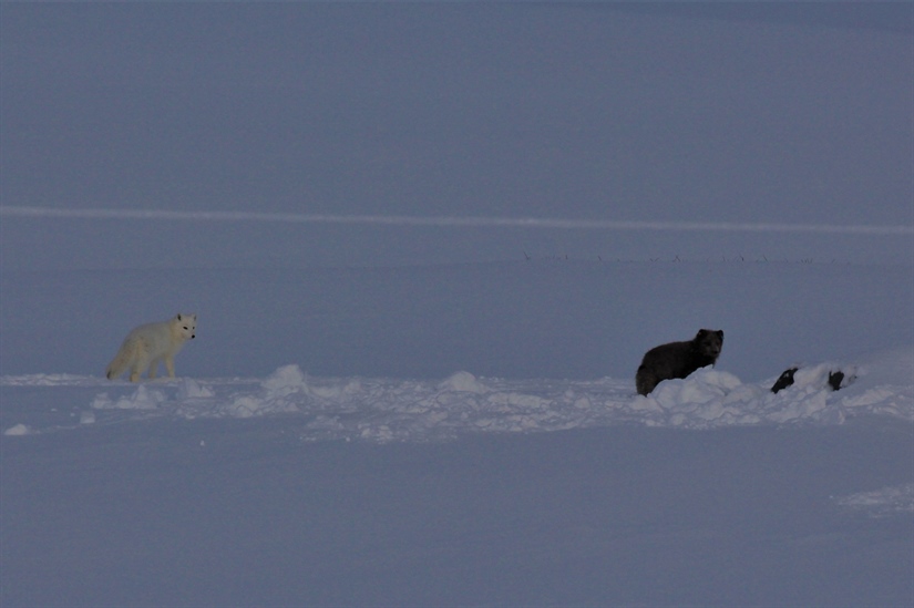 A new batch of Arctic foxes released on the Varanger Peninsula 